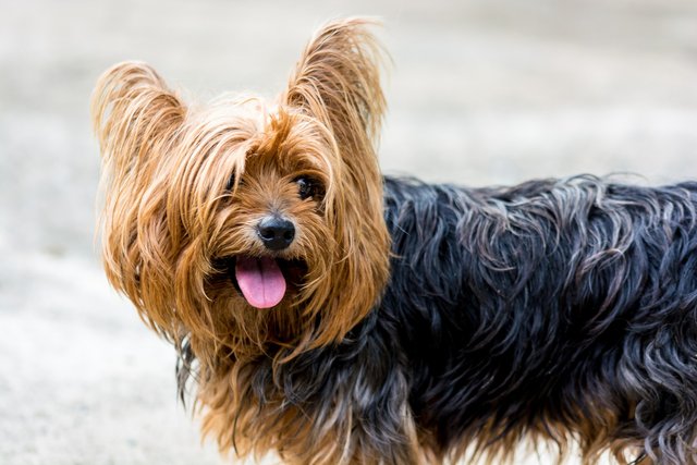 yorkshire-terrier-361704_1920.jpg