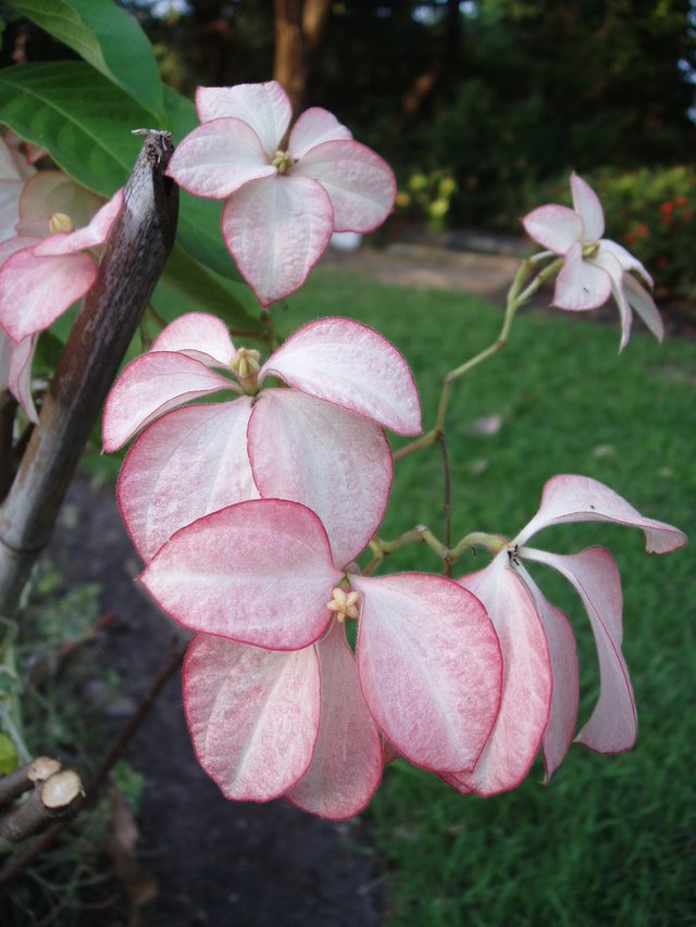 Queen Sirikit Park - flower