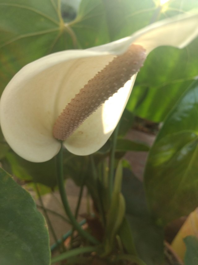 Una foto todos los días: ! Dos flores de cala blanca en el jardin de mi  prima (8/365) — Steemit