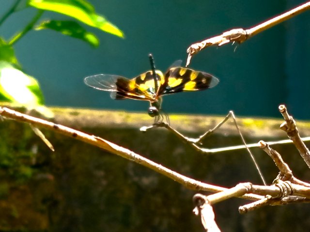 ফড়িং (2).jpg