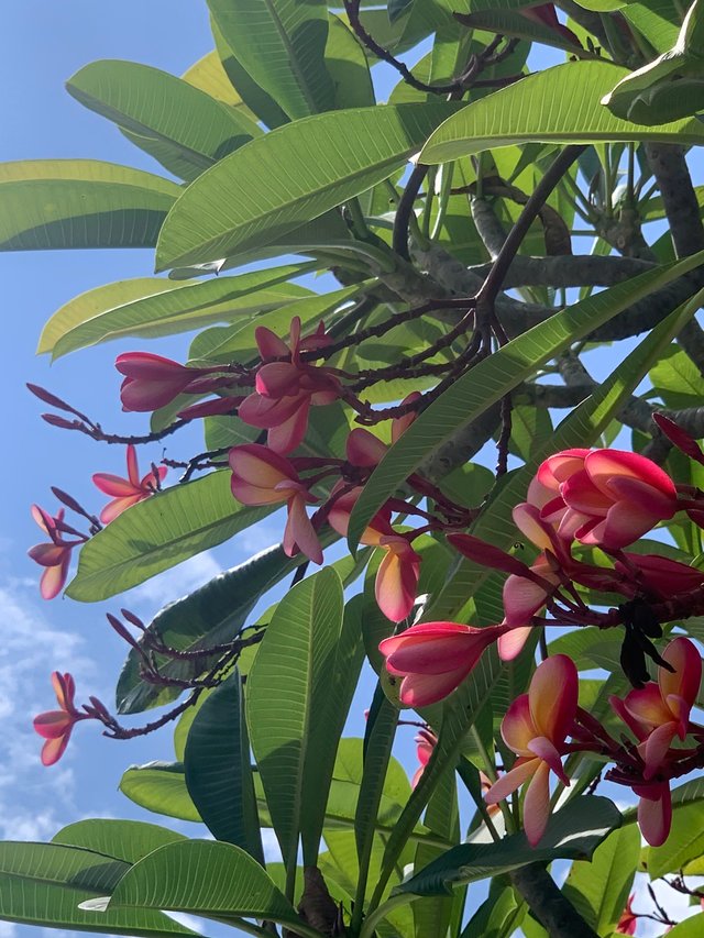 flower110.jpg