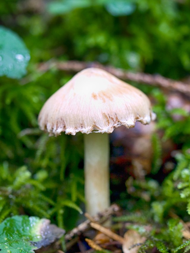 2018-09-15-Mushroom-01.jpg