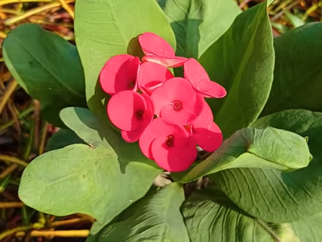 Euphorbia Cactus Flower.PNG