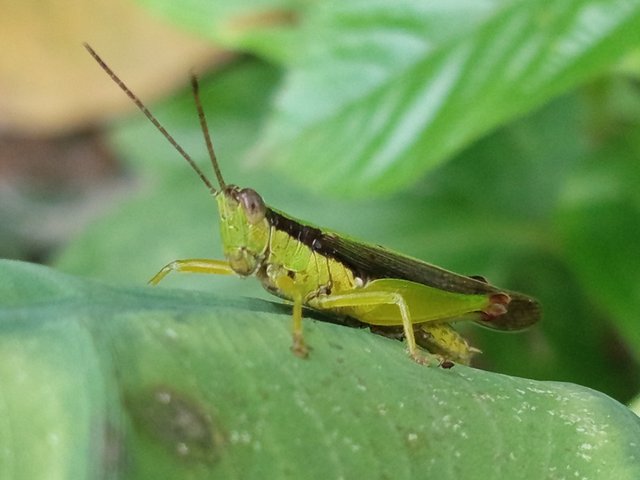 ঘোড়াপোকা (2).jpg
