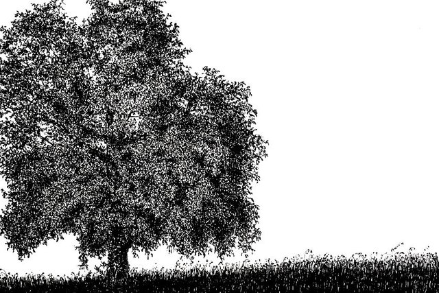 pen-and-ink-walnut-tree-drawing.jpg