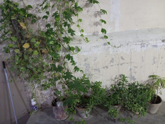 1000066536.jpg