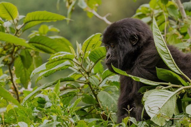 Top 8 Special Interest Rwanda Safari Experiences.jpg