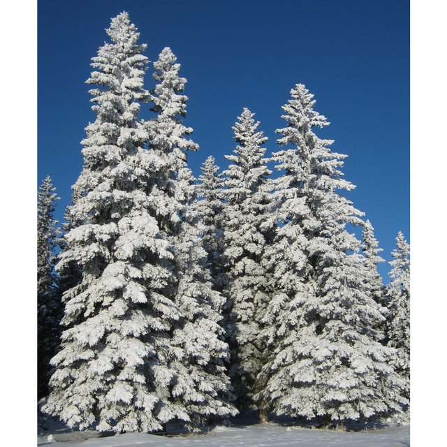 group of 5 large snowy spruce.JPG