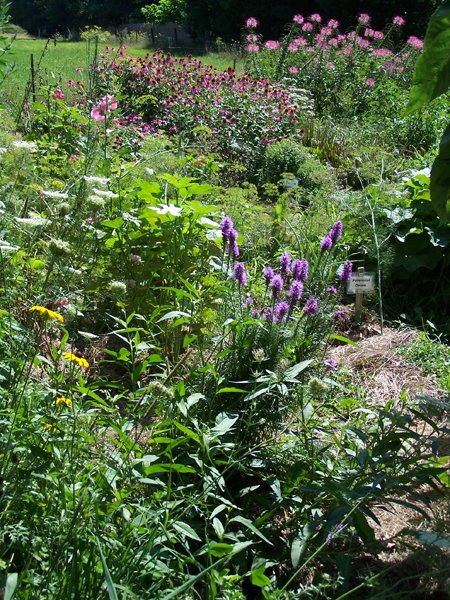 Big garden - black-eyed Susans, liatris, Queen Anne's lace, hollyhocks, echinacea, cleome, yarrow crop August 2019.jpg