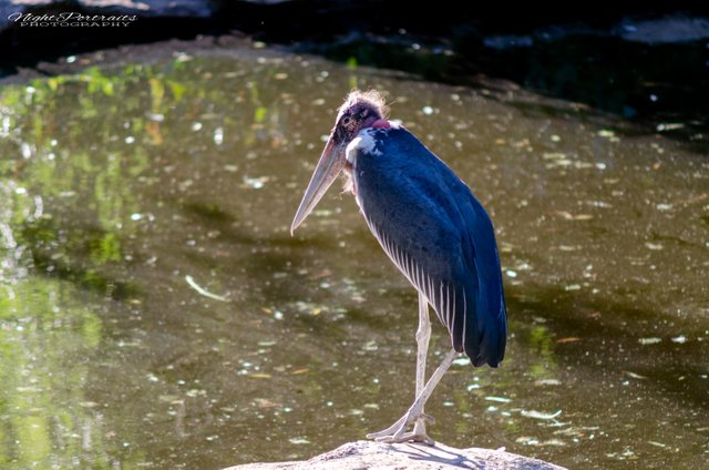 DSC_5396.jpg