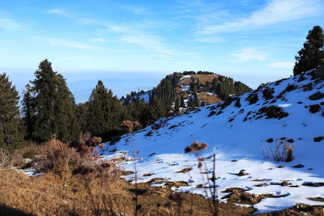 mushkpuri-top-4687786_1920.jpg