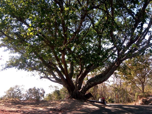 Cimbuk Hills Of Tree.jpg