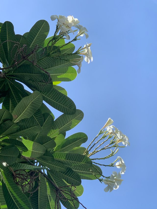 flower1.jpg