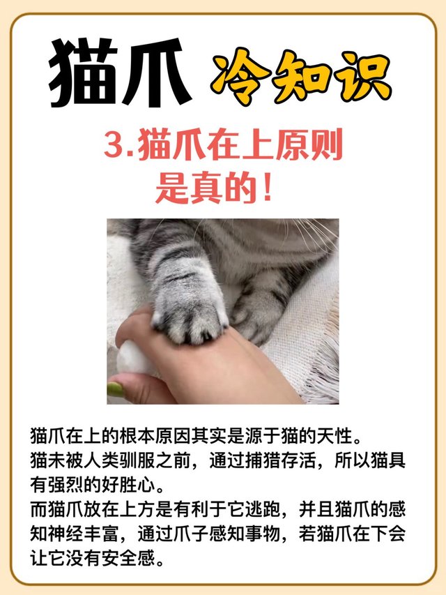 猫爪的秘密：你不知道的冷知识‼_4.jpg