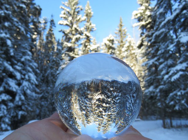 Snowy Spruce at curve in lane reflected in crystal globe in my hand.JPG
