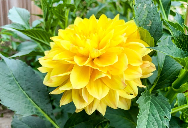 Yellow Flower with Green Leaves.jpg