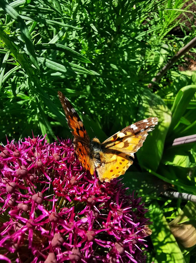 20190625_232911-01.jpeg