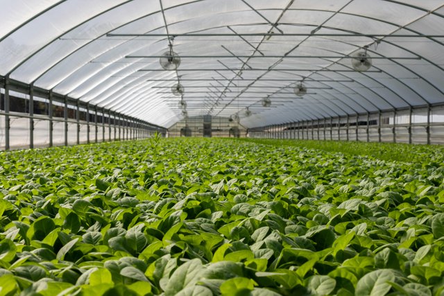 pexels-nc-farm-bureau-mark-2886937.jpg
