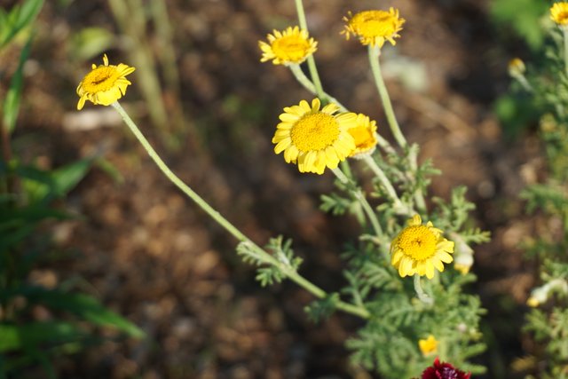 Chrysanthemums | Chrysanthemen | Chrysanthemum