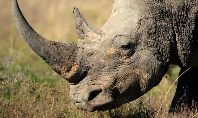 piel-del-rinoceronte.jpg