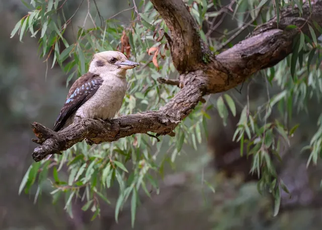 laughing-kookaburra-9655963_1280.webp.jpg