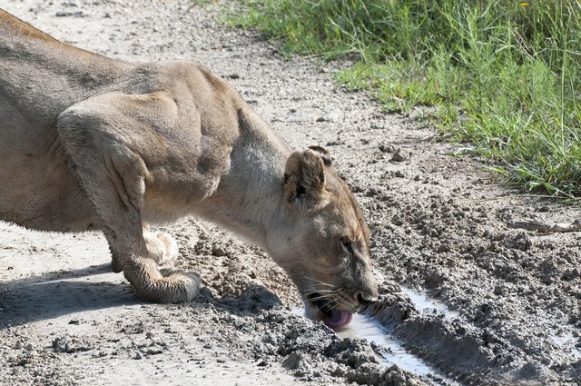 lioness-1631343_1280.jpg