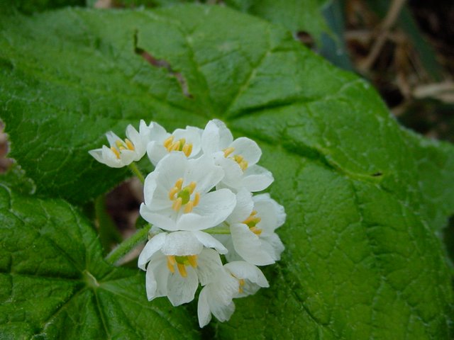 サンカヨウ(山荷葉)(Diphylleia_grayi)-花_(6010492091).jpg