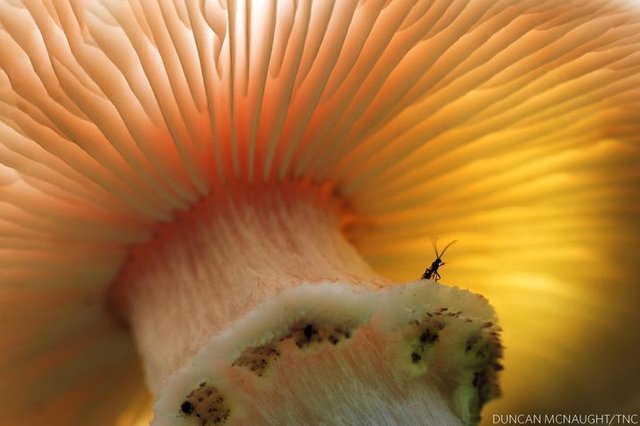 1-Mushroom.jpg