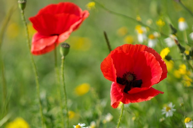 red-4253416_1280.jpg