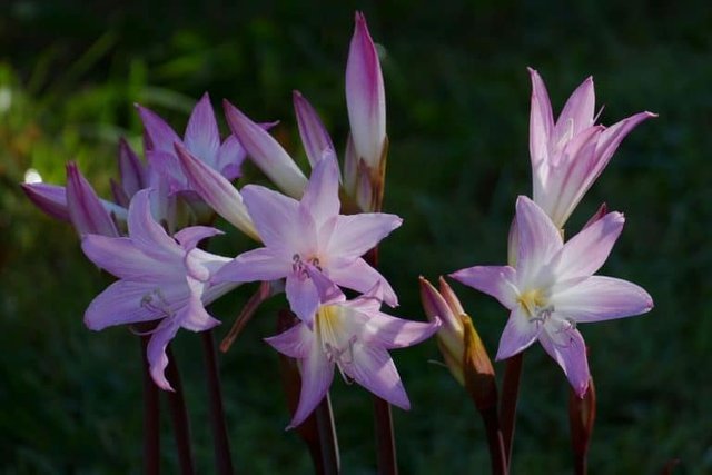 amaryllis-belladonna-768x512.jpg