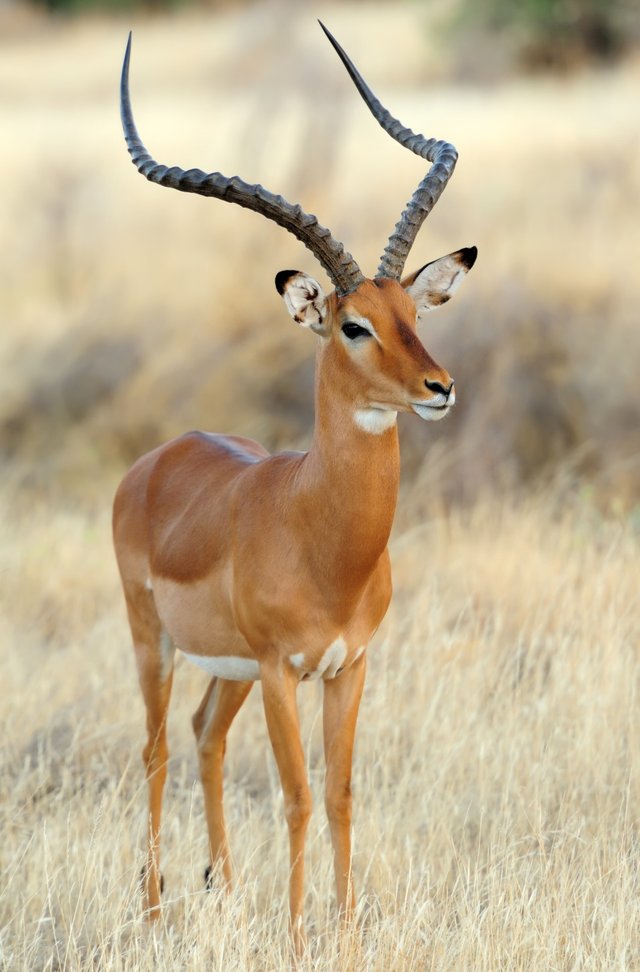 impala-savannah.jpg