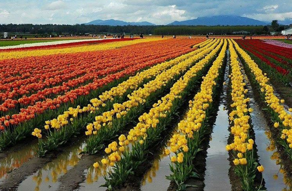 paralle-tulips-kashmir.png