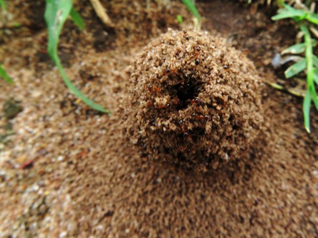 5332-Ants.JPG