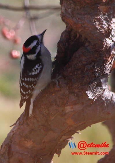 Downy Woodpecker PFW55.jpg