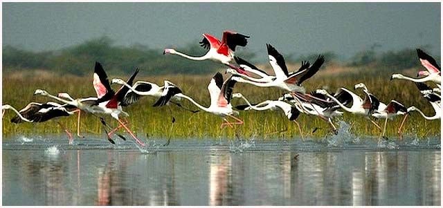 bharatpur-bird-sanctuary-in-rajasthan.jpg