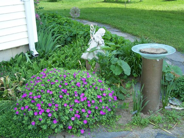 V garden - geranium, hollyhock, giant alium, lily of the valley crop June 2019.jpg