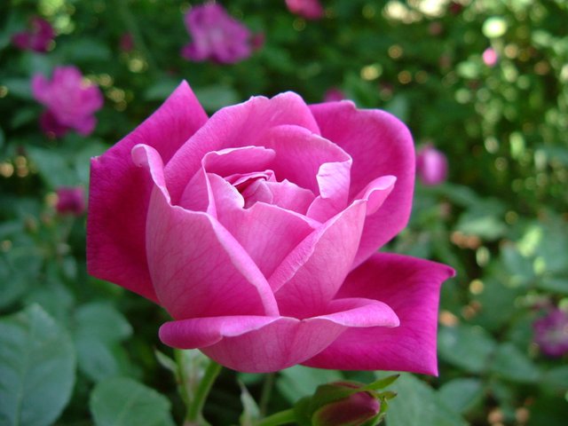 Rosa_chinensis.jpg