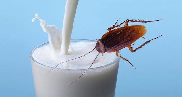 Coachroach Milk.jpg