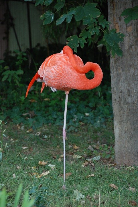 flamingo-1250037_960_720.jpg