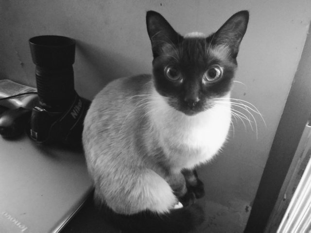 Freya in black and white.jpg