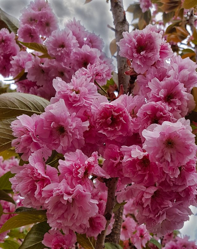 Rhododendron Luminar Textur.jpg