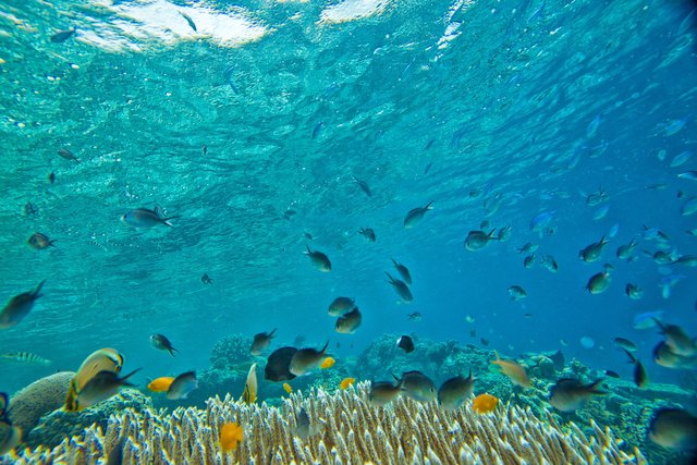 underwater-2347255_1920.jpg