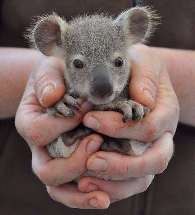 A small koala that fits easily in your hands.jpg