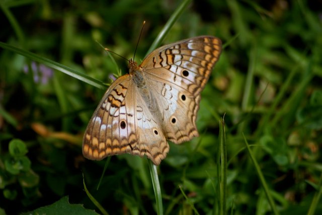 butterfly 2-4.jpg