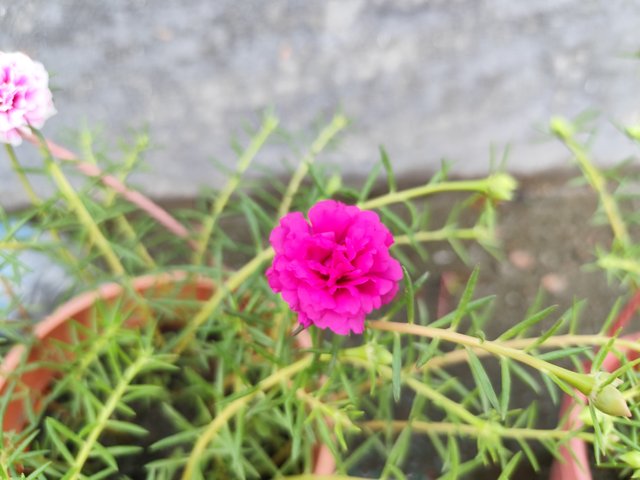 IMG_20250619_121755.jpg