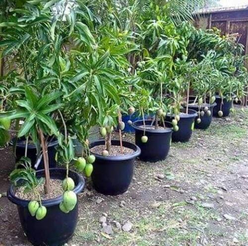 mango-plant-500x500.jpeg