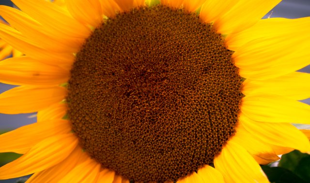 sunflower.jpg