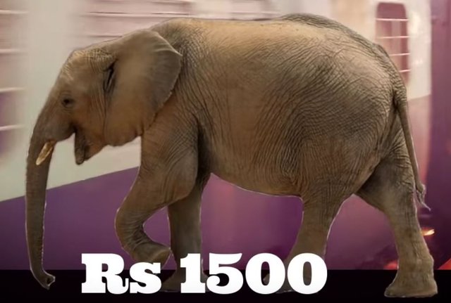 elephant1500.JPG