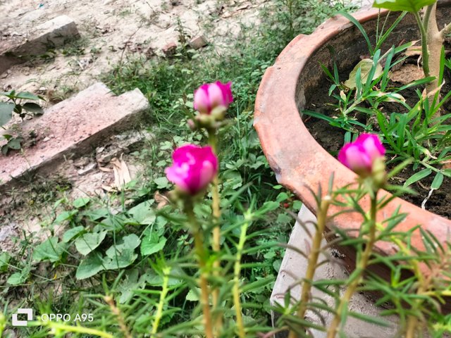 IMG20250513153925.jpg