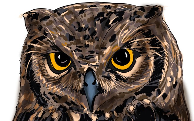 owl face(355).jpg